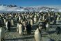 标本，南极中山站附近的帝企鹅（Emperor Penguin）